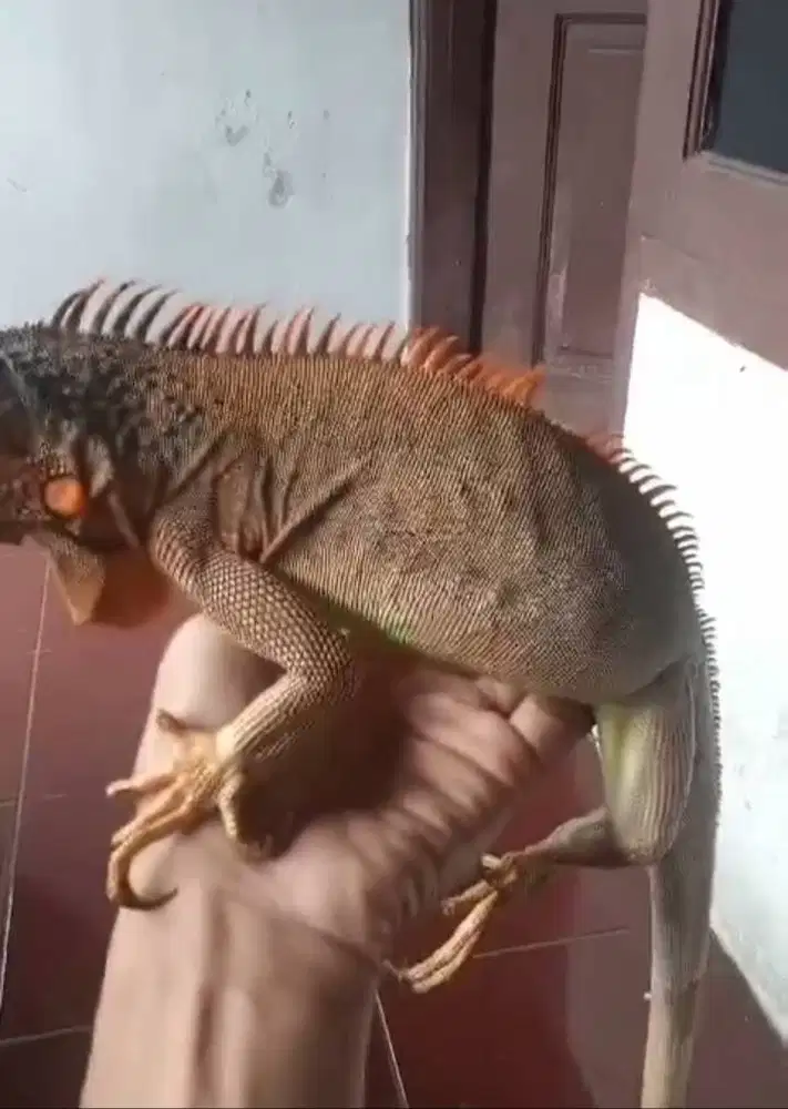 Red Hypo & Green Columbia