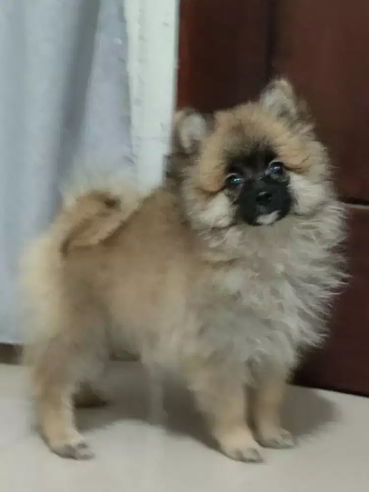 Pomeranian anakan usia 2 bulan