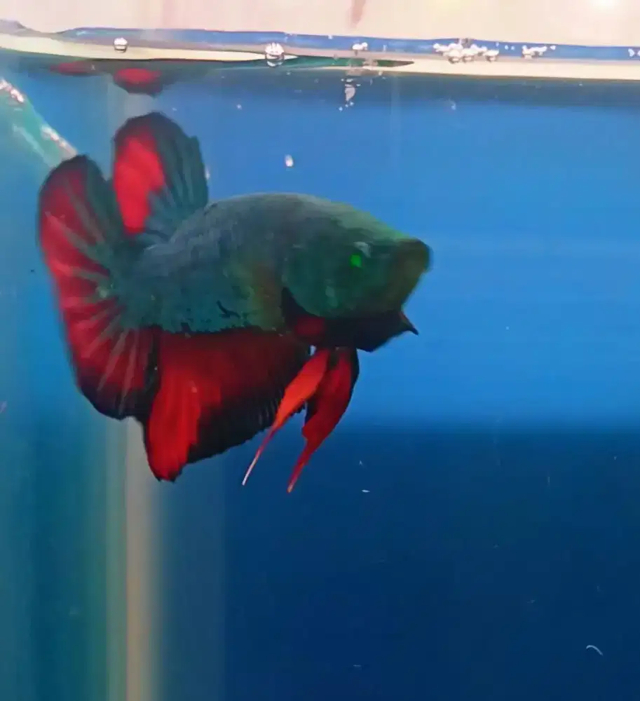 3 ekor Indukan ikan cupang Avatar Hulk mata hijau plus banyak bonusnya