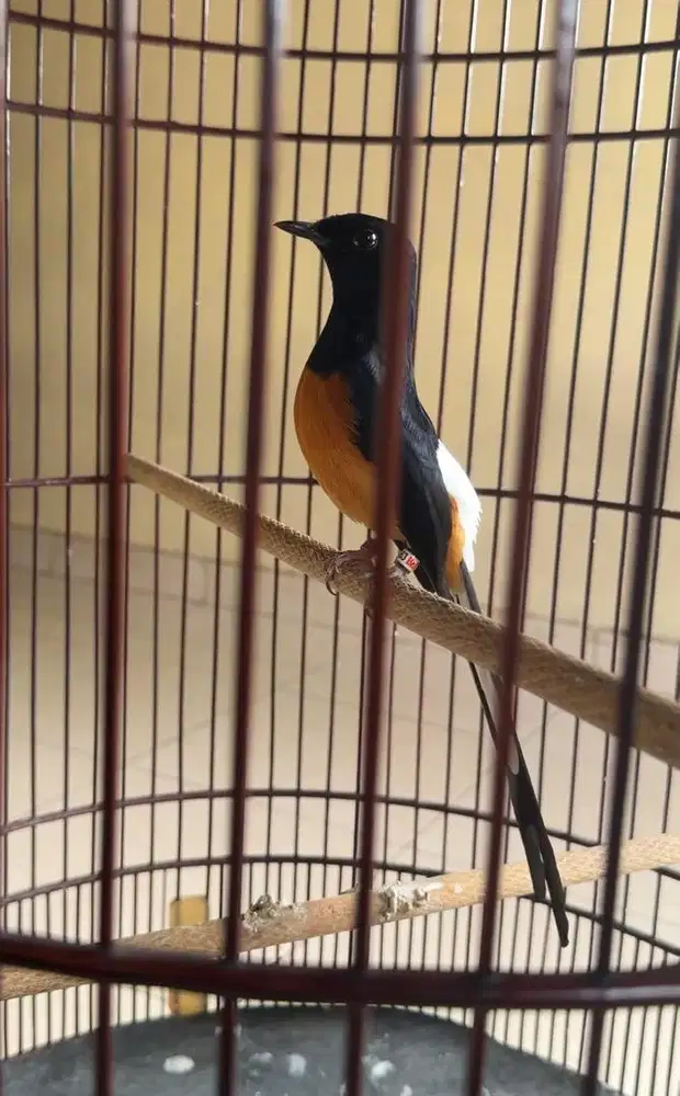 murai batu mapan dobel ring BNR prestasi anget awal bulan ini 2026