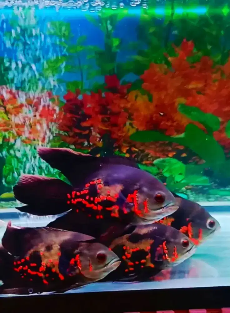 7 ekor ikan oscar red slayer besar bonus 10 oscar lg