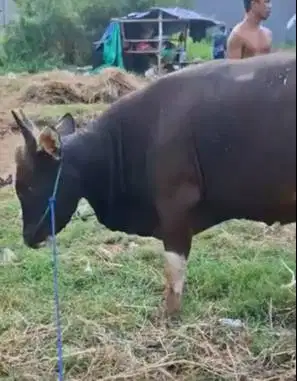 sapi bima 300kiloan siap sapi qurban terbaik 2026 jamin puas murmer ok