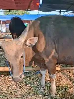 sapi bima 300kiloan siap sapi qurban terbaik 2026 jamin puas murmer ok