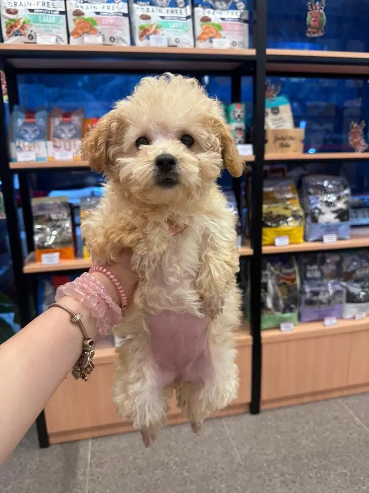 Bichon x Poodle Puppy Betina