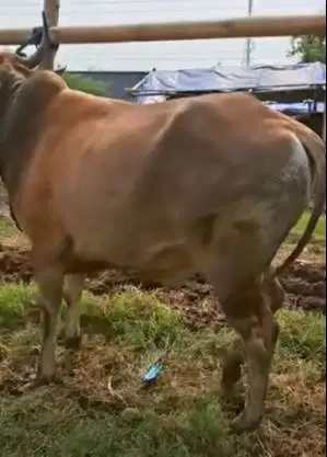 sapi qurban 300kiloan murmer ras sapi bima siap kurban 2026 manteb top