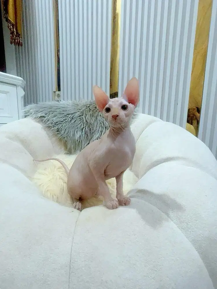 Kucing Sphynx Female 4 Bulan