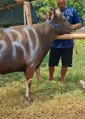 sapi jantan 300kiloan ras sapi bima siap sapi qurban terbaik 2026 puas