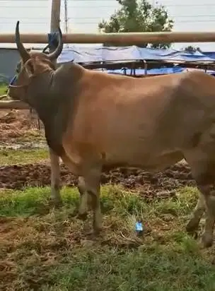 sapi jantan 300kiloan ras sapi bima siap sapi qurban terbaik 2026 puas