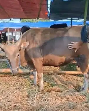 sapi jantan 300kiloan siap sapi kurban terbaik 2026 jamin manteb puas