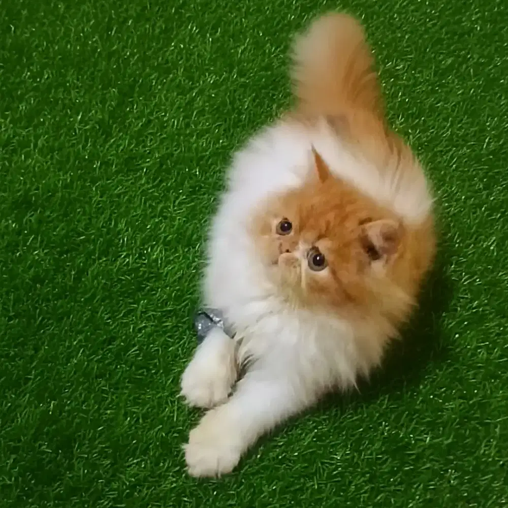 Kucing Persia Flatnose Jantan