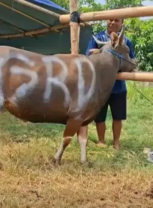 sapi bima 300kiloan siap sapi kurban terbaik 2026 rawatan jamin manteb