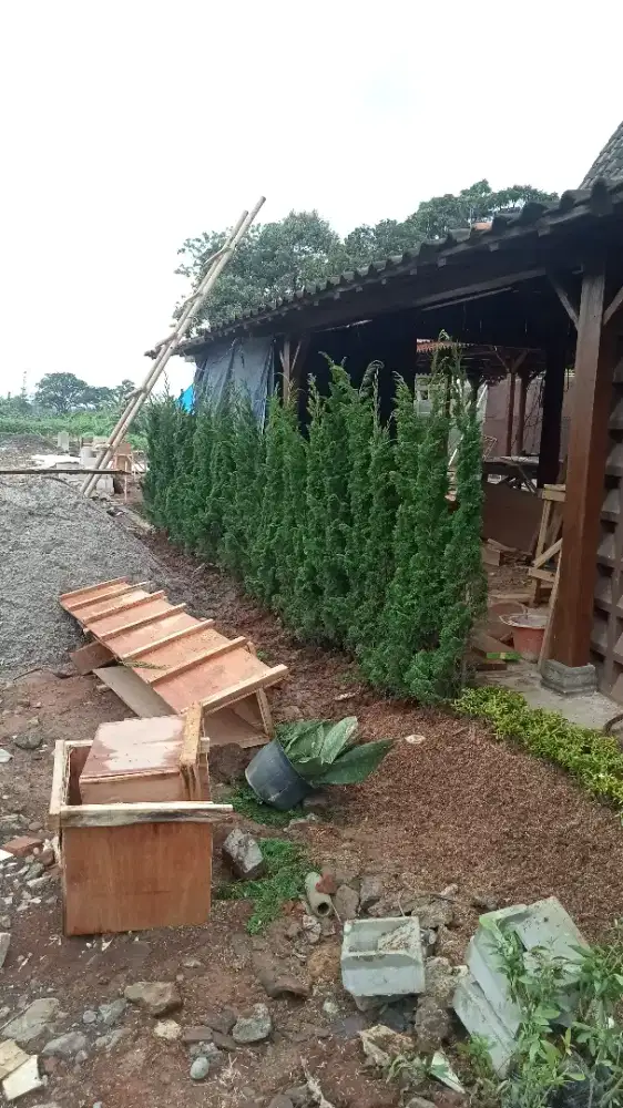 Jual pohon Cemara teretes ukuran 1,5meter