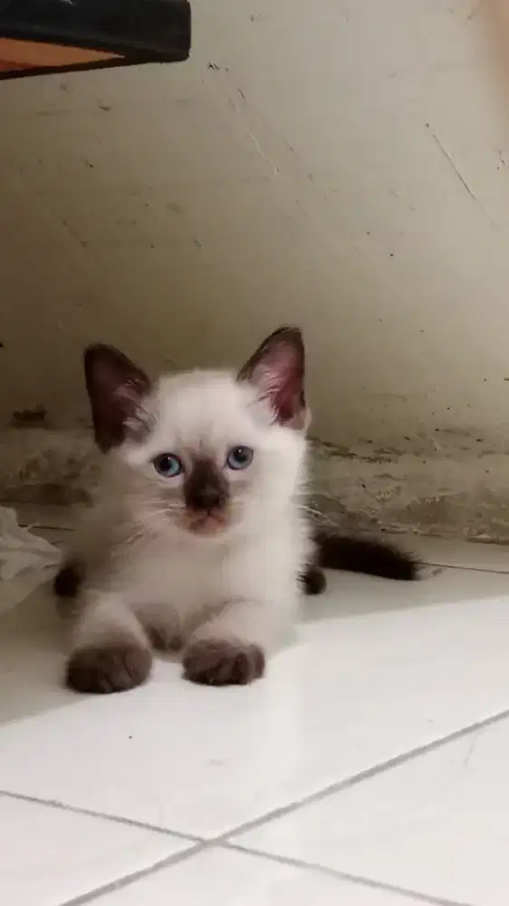 Kucing anggora persia