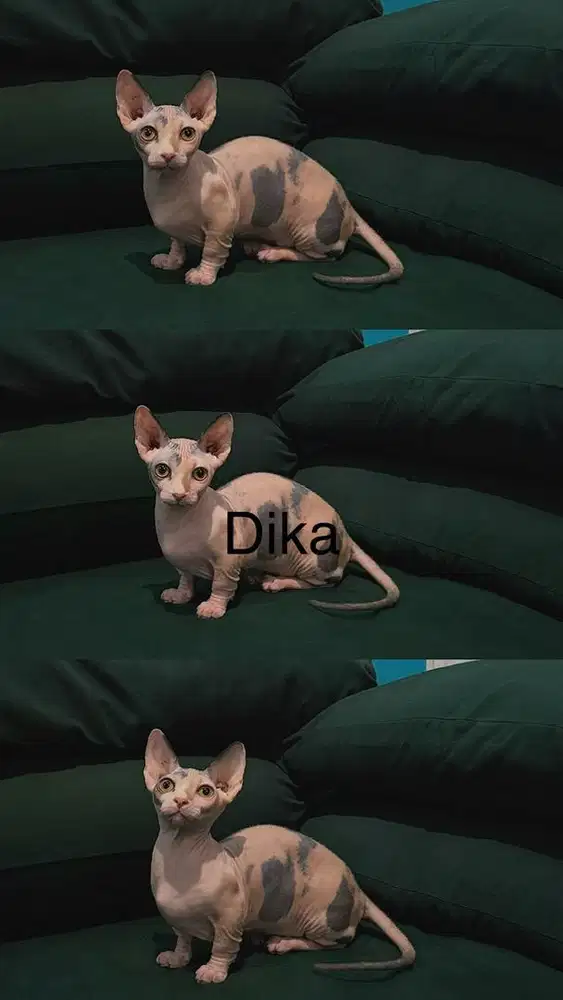 Kucing bambino bogel