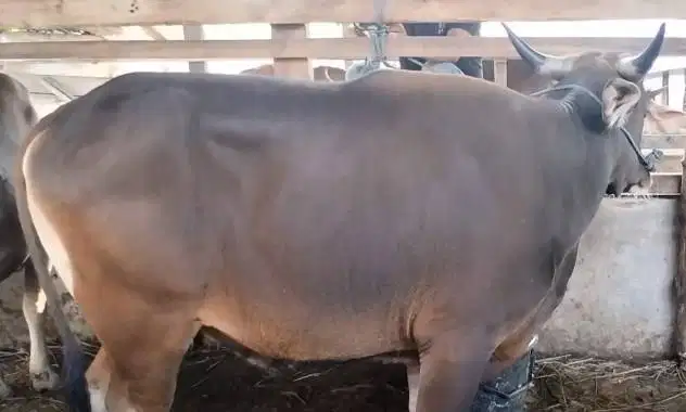 sapi qurban 300kiloan ras sapi bima siap kurban 2026 manteb rawatan ok