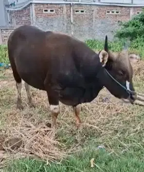 sapi bima 300kiloan siap sapi qurban terbaik 2026 jamin manteb rawatan