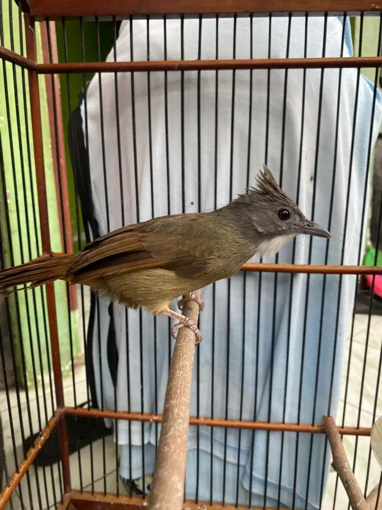 jenggot sumatra mulus