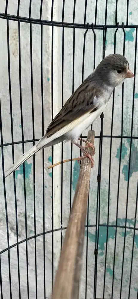 gacor nyerang siap kawin