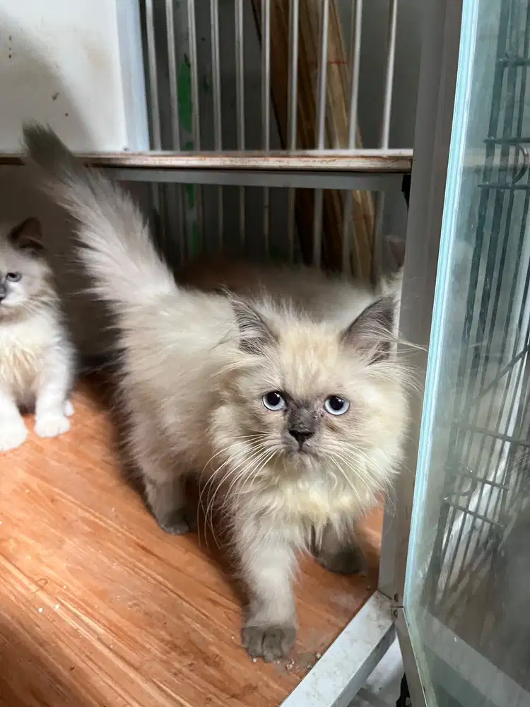 Lepas adop kitten Ragdoll 2,5 bulan