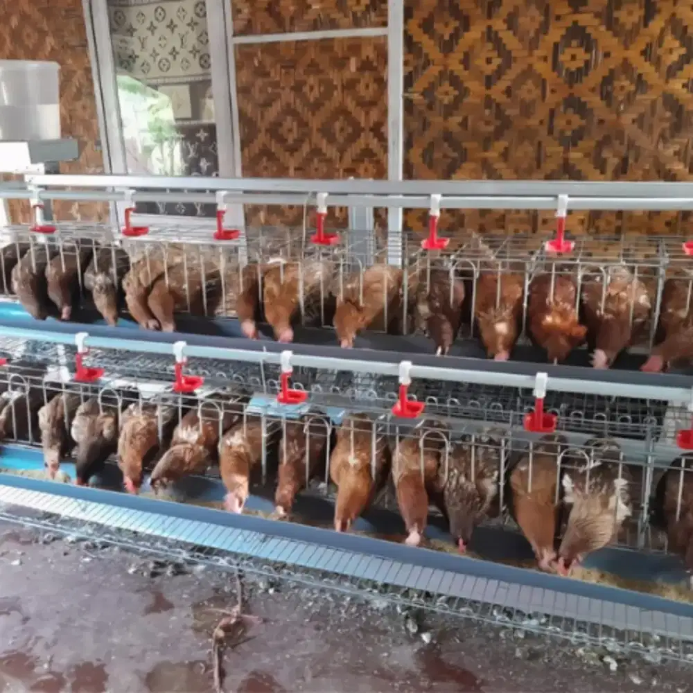 Paket Ayam Petelur 12 Ekor + Kandang Full Acsesoris