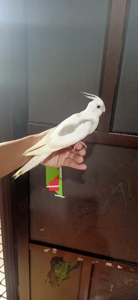 Falk Parkit Australia WF