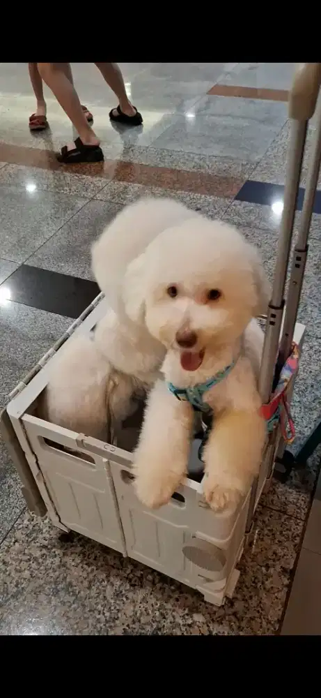 White toy poodle jantan nonstb