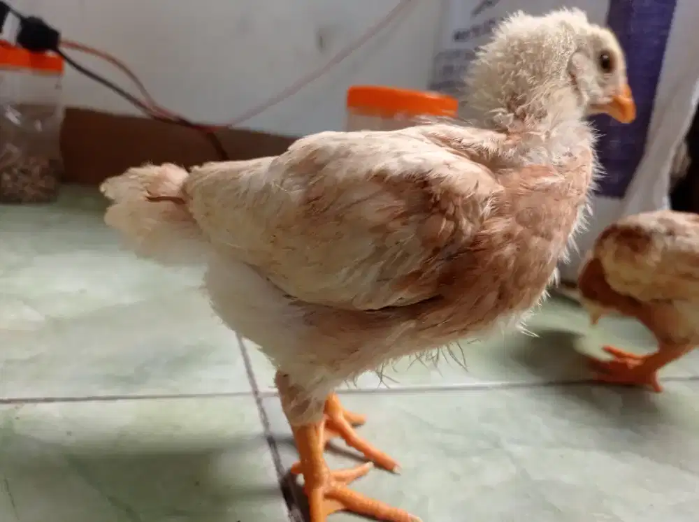 Ayam petelur remaja
