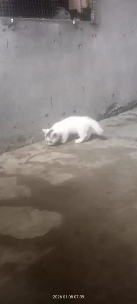 open adopt kitten lelaki