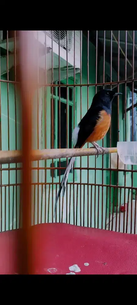 Murai Batu Ex Prestasi