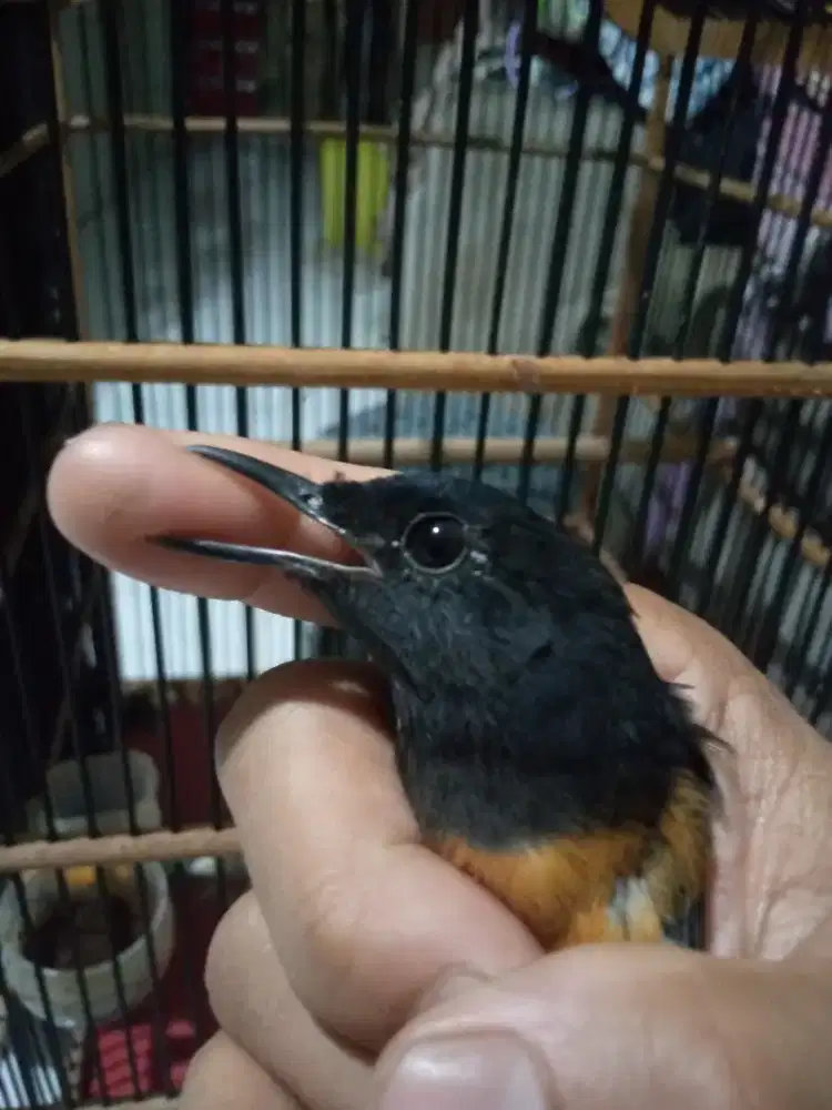 Murai betina siapan ada nitik blorok y d area mata fs