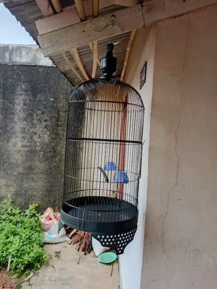 Kandang lovebird kondisi baru