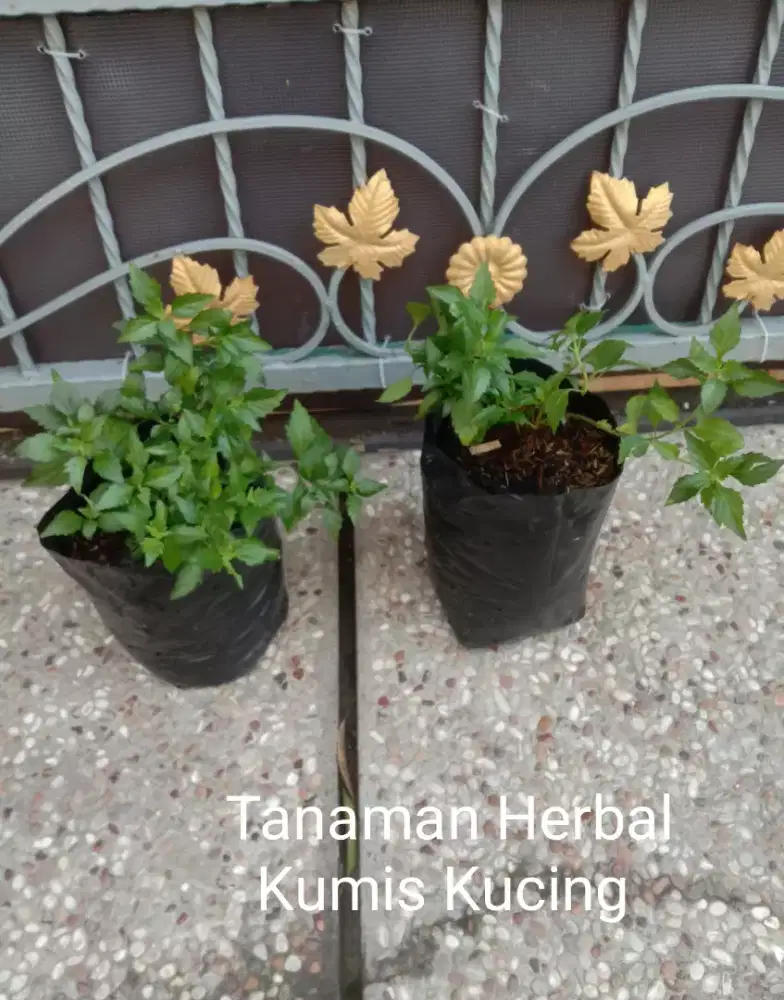 Tanaman Herbal Daun Kumis Kucing
