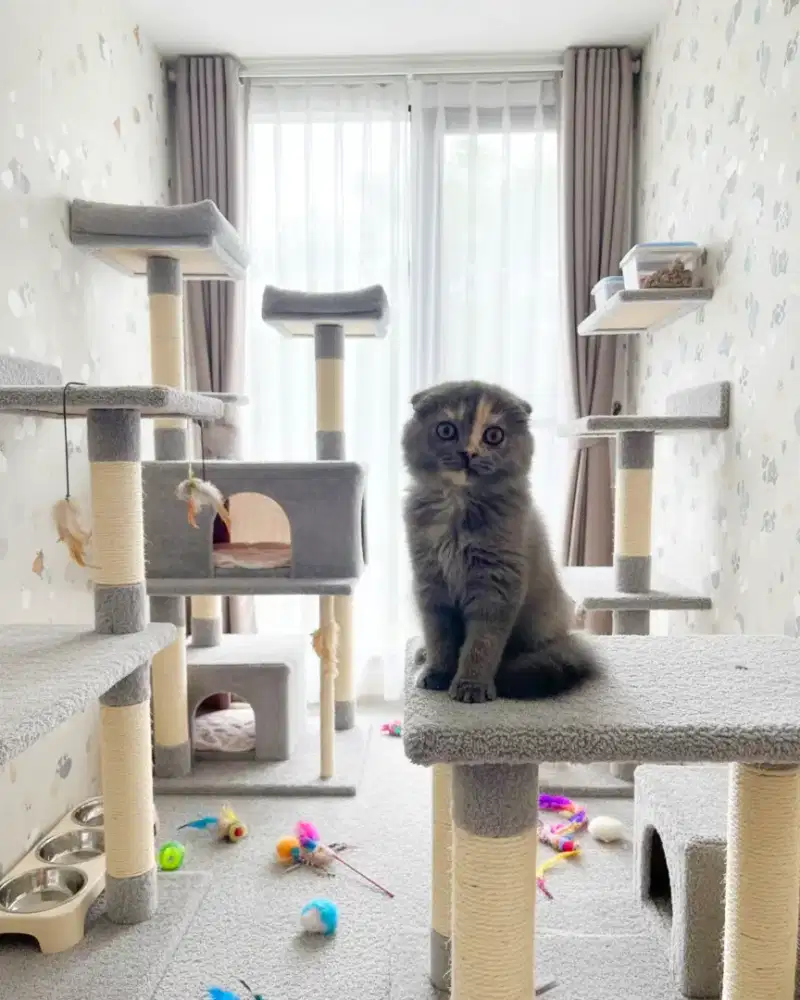 Kucing Scotish blue tortiie