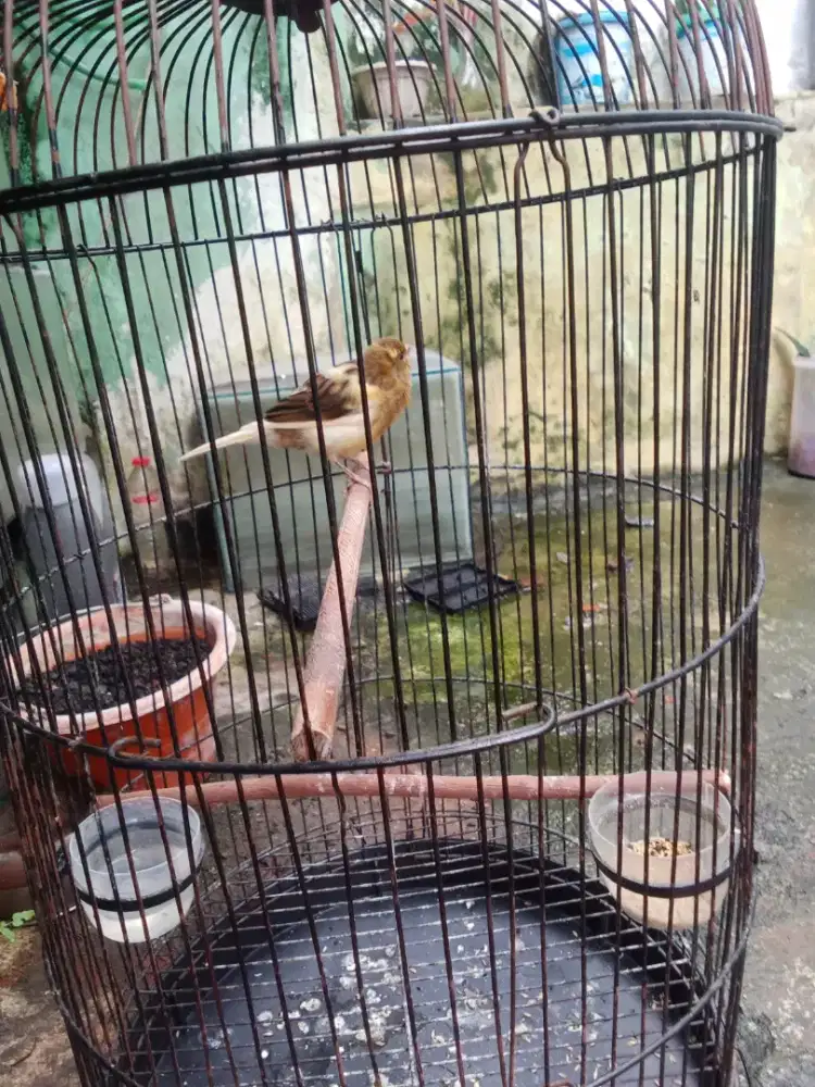 Sangkar love bird
