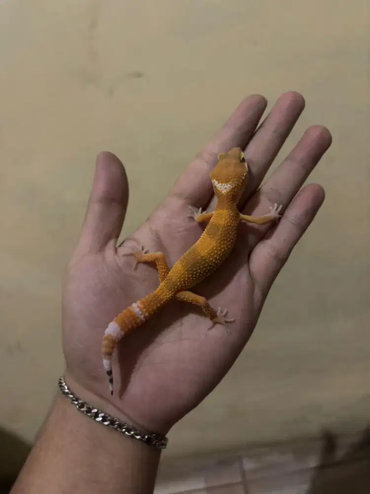 leopard gecko cerah