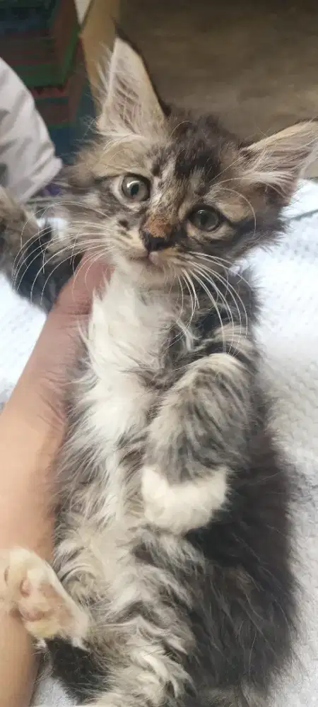 KITTEN PERSIA MEDIUM (2 BULAN)