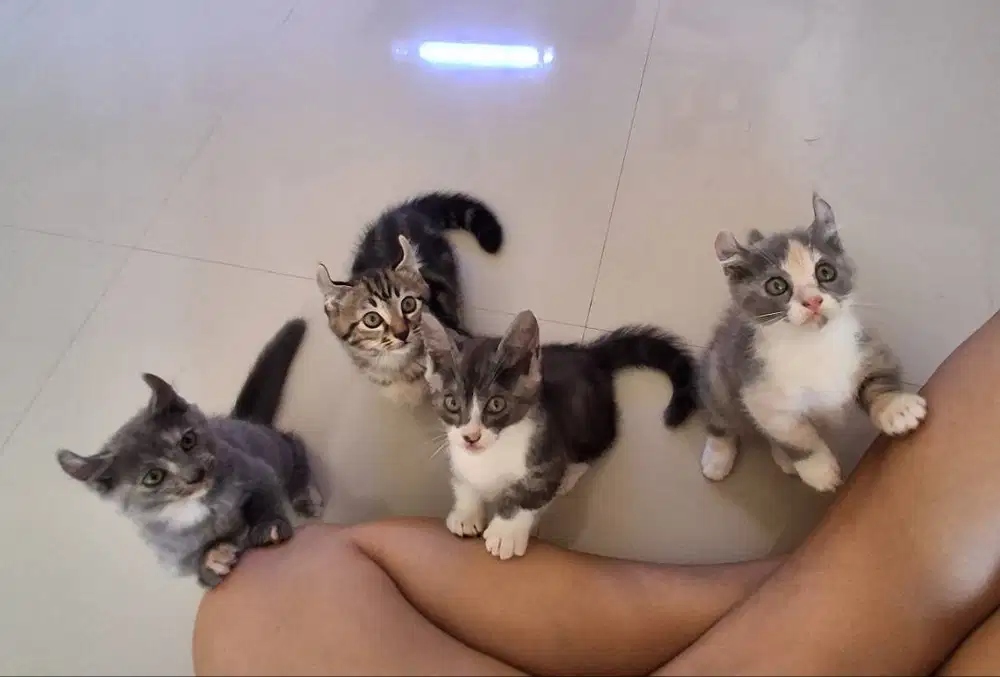 Kucing munchkin kaki pendek american curl kitten ras