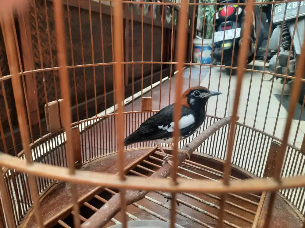 Anis kembang jantan riwik ngeplong fullaheet