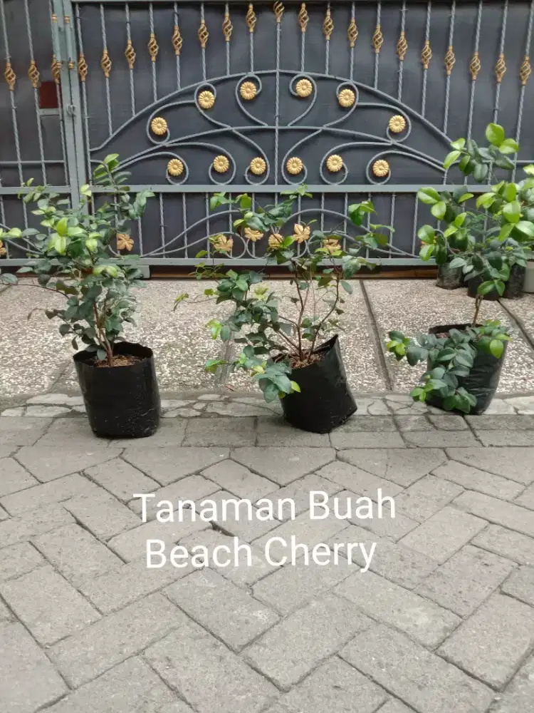 Tanaman Buah Beach Cherry Sudah Pernah Berbuah