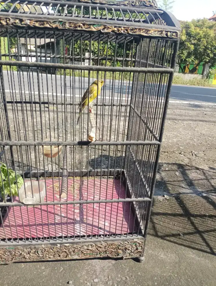 Burung kenari Silangan bbsf x af jantan tulen