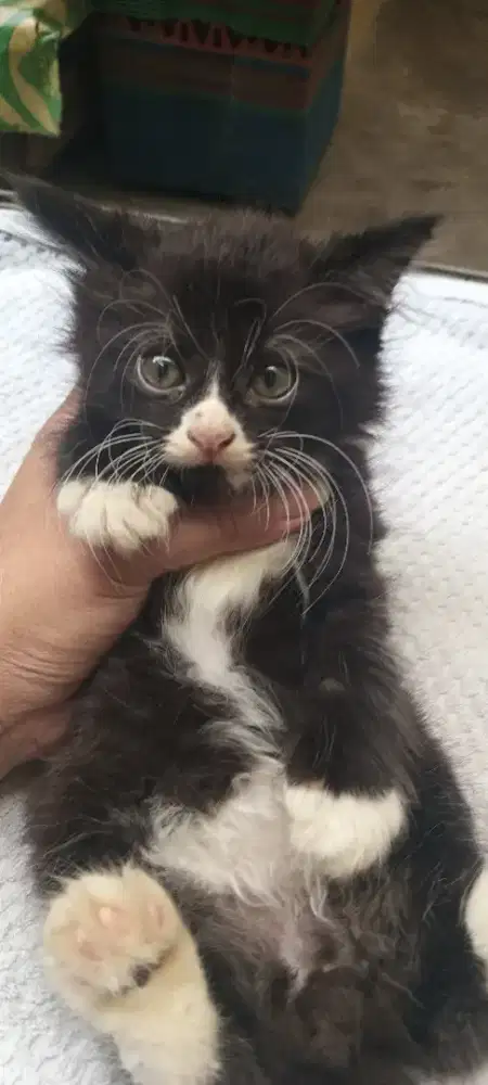 KITTEN PERSIA MEDIUM (2 BULAN)