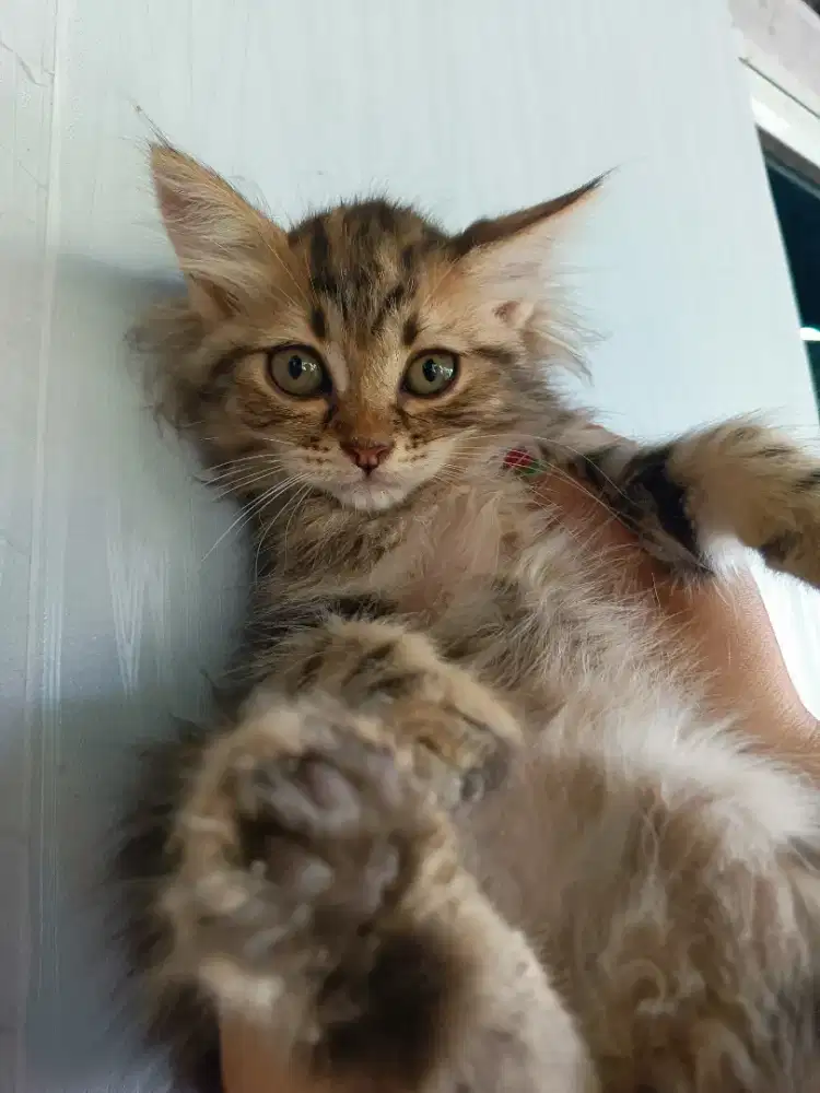 LA kitten Persia medium long hair