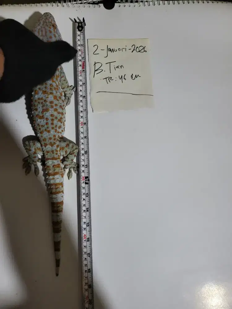 Tokek rumah panjang super