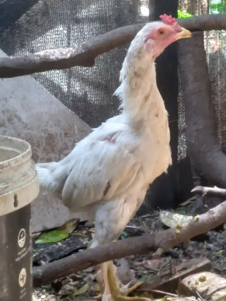 Ayam Kampung  Simbar Sepasang