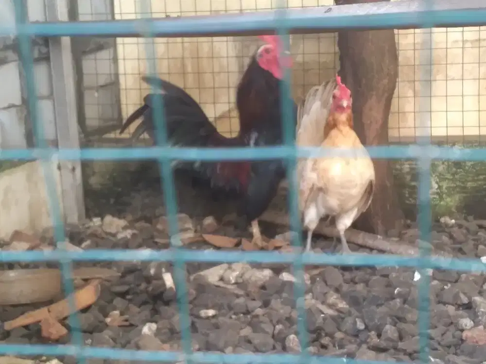 Ayam Kate Lokal Sepasang