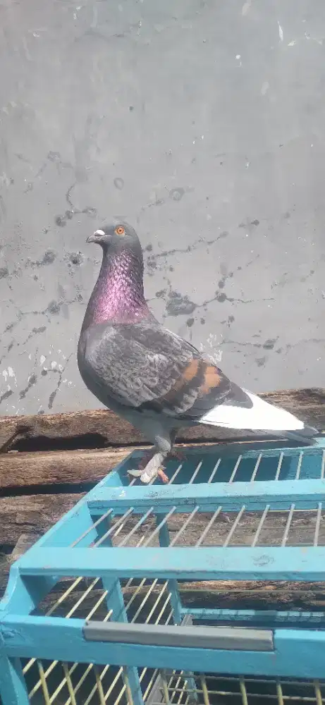 Merpati kolong bebasan