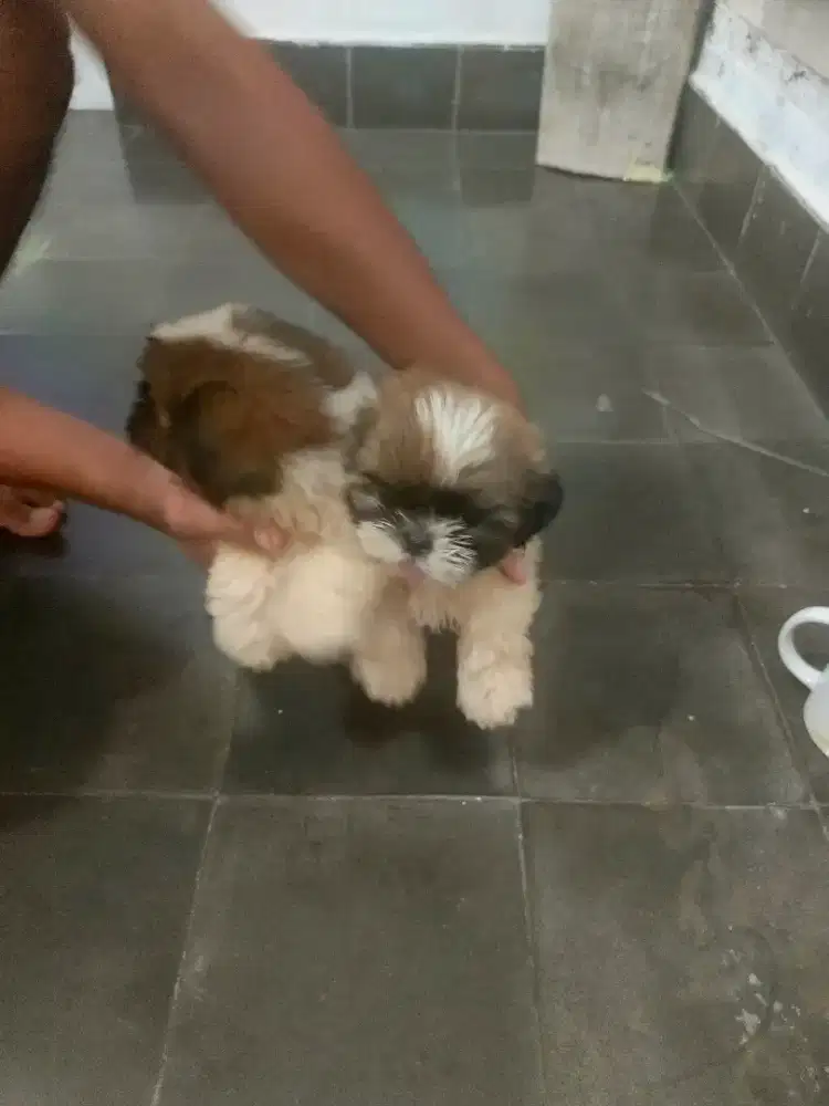 Pupies shitzu pure