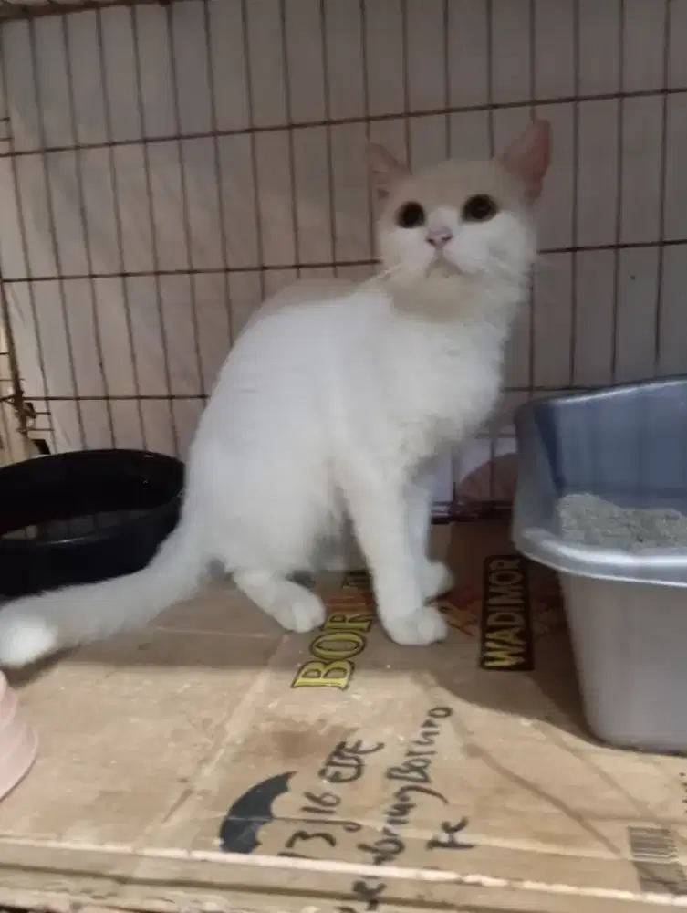 Kucing BSH/British Shorthair betina proven