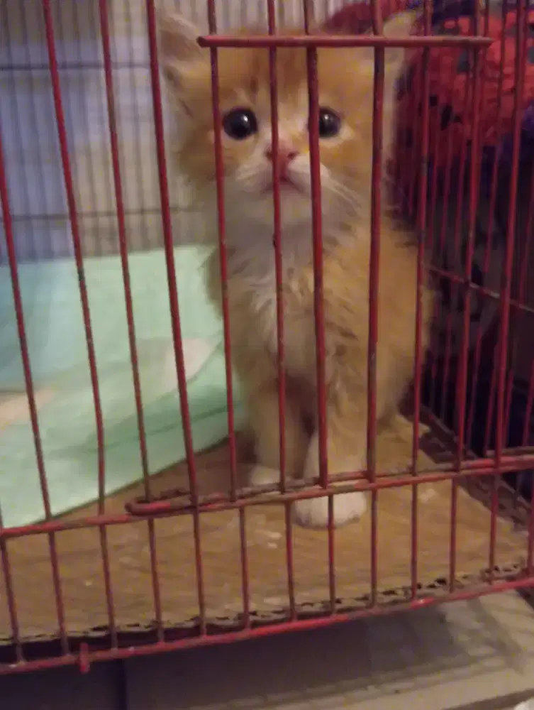 Kitten British Shorthair/BSH mix breed