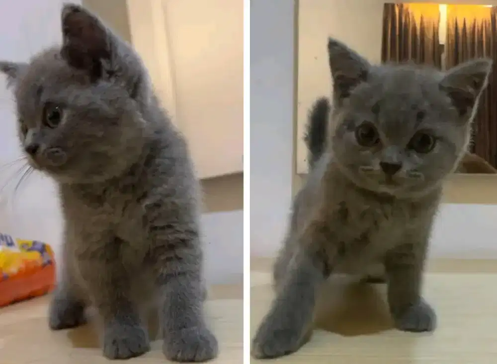 Kucing kitten British shorthair lucu